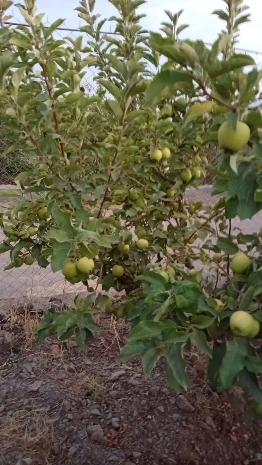 باغ