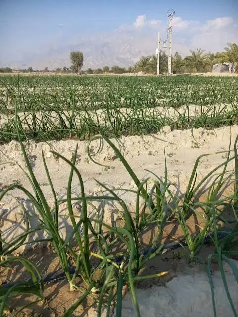 فروش زمین محله چاه تومان سرخون