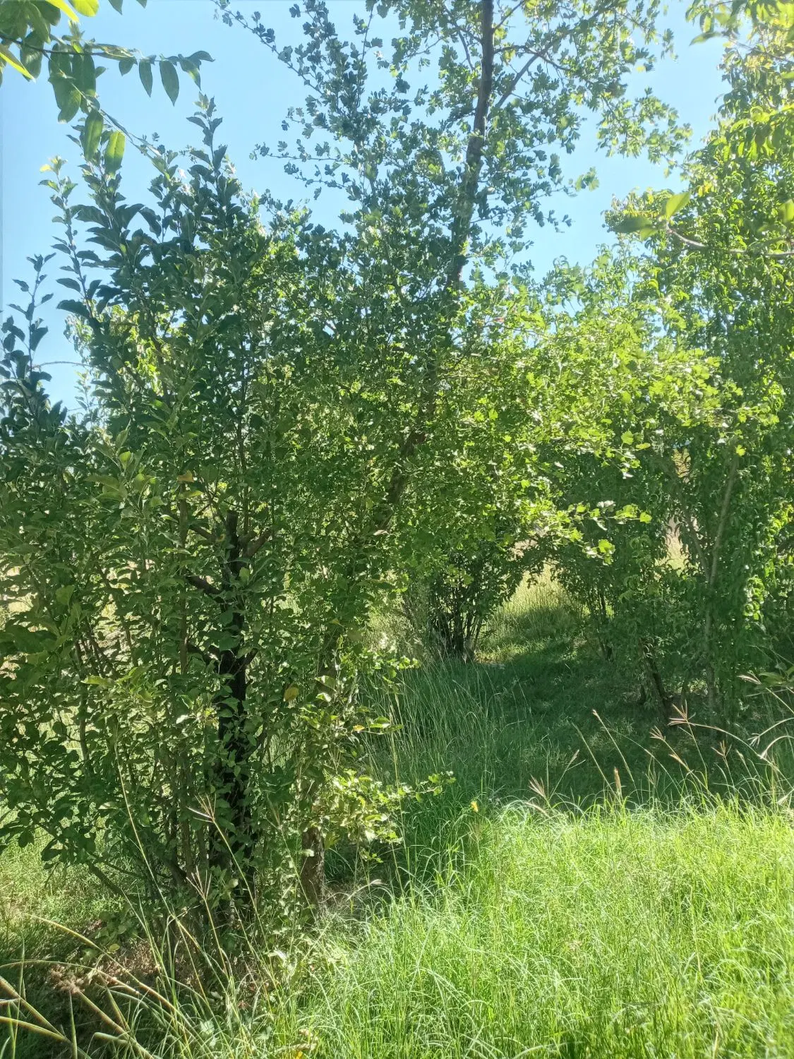 زمین مسکونی فروشی روستای برکنان