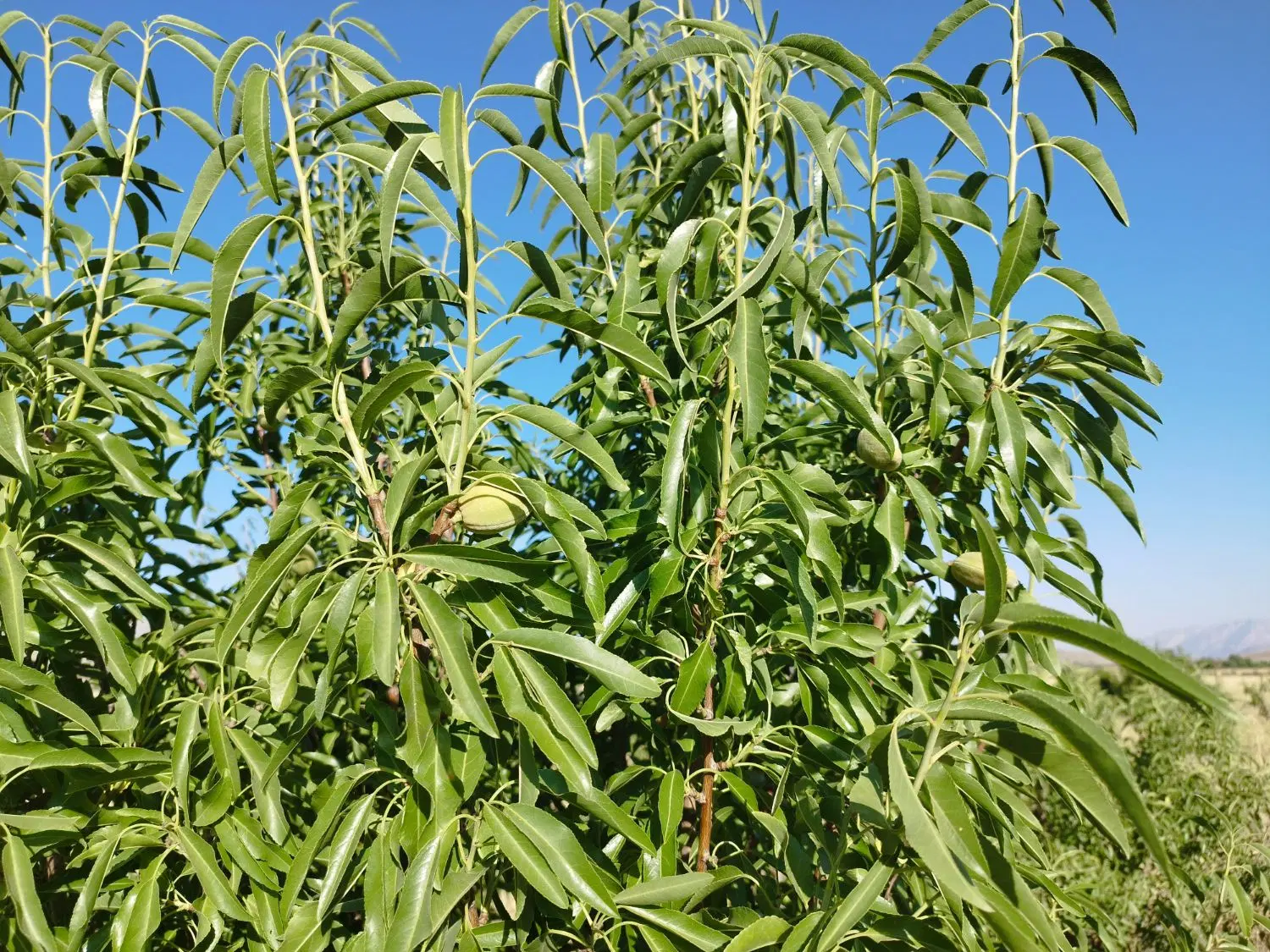 فروش باغچه ۳۵۰۰متری شبانکاره میمند