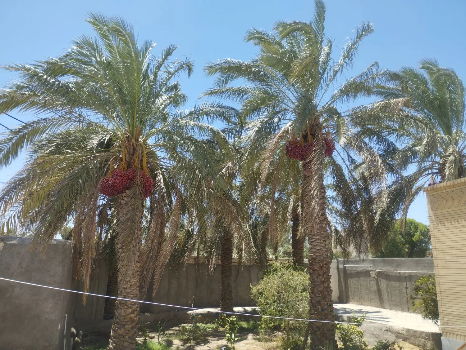 اجاره خرما