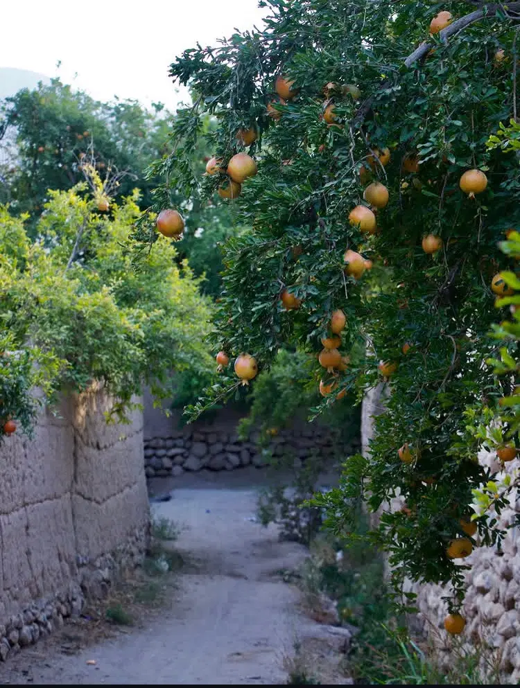باغ.