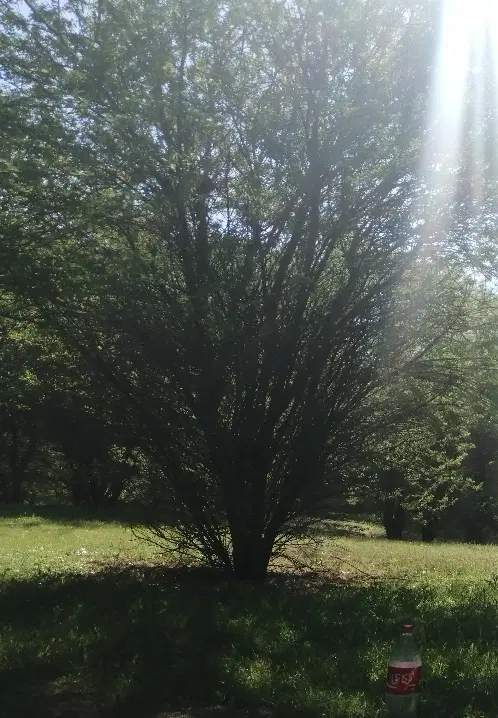 زمین شیبان