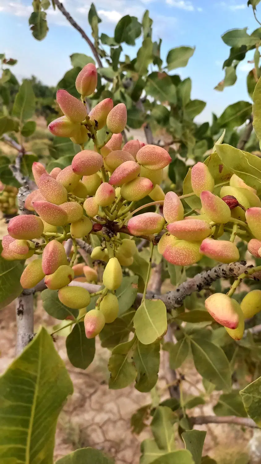 فروش باغ پسته