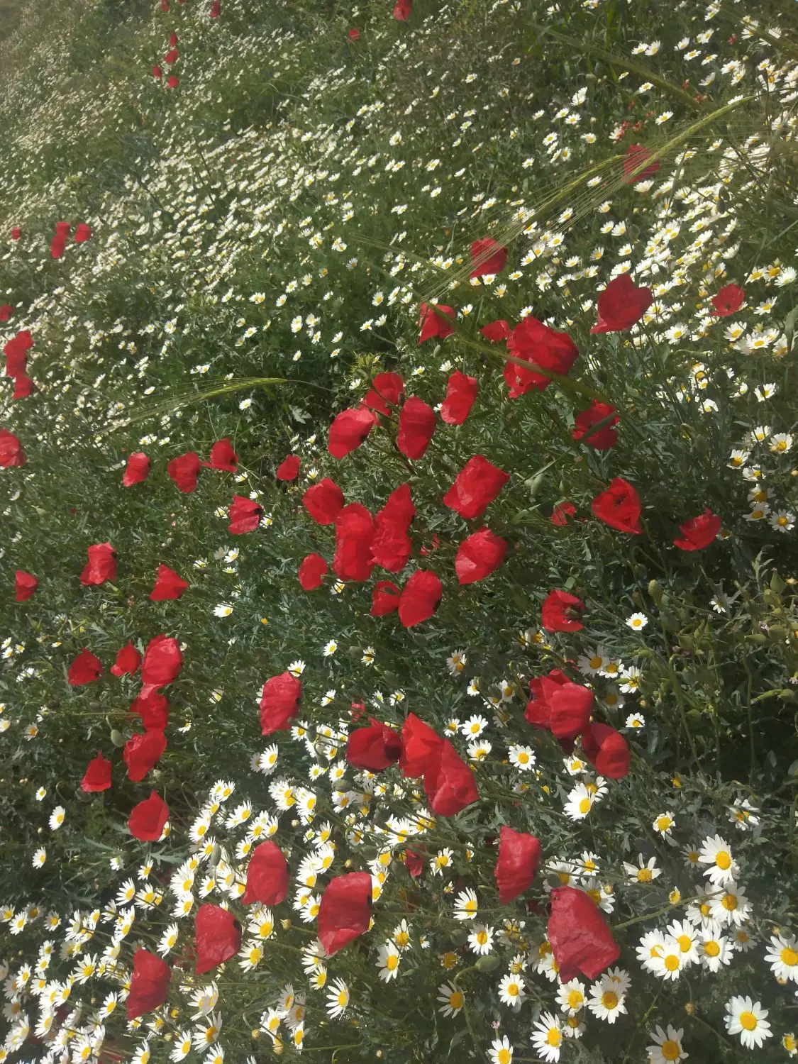اجاره زمین کشاورزی  آبی