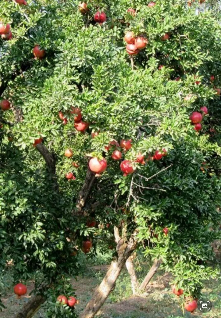 باغ ابرند آباد شاهدیه