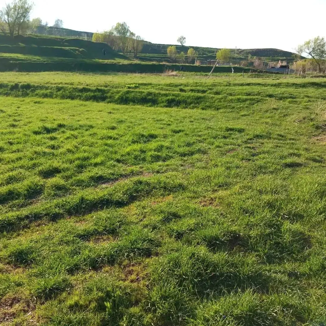 زمین کشاورزی دارای آب و چشمه
