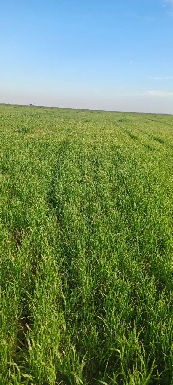زمین کشاورزی
