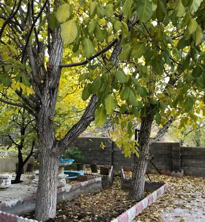 کلبه باغ سند دار زرندیه روستای ورده
