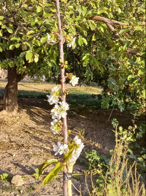 زمین۳۵۴متری لواسان