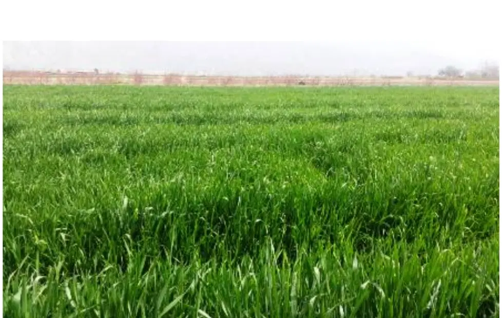 زمین کشاورزی