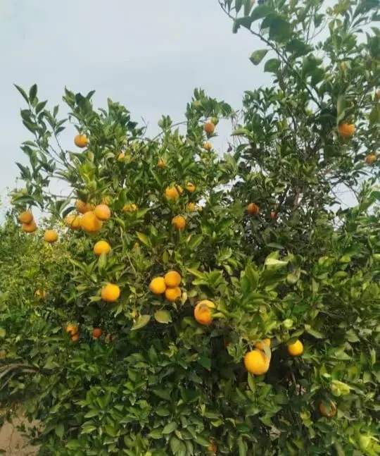فروش باغچه
