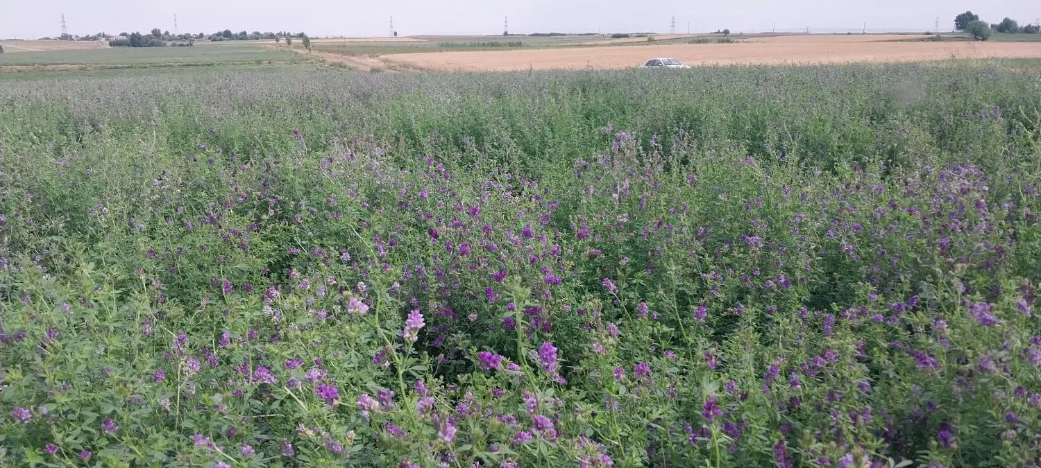 اجاره زمین کشاورزی 4 هکتار