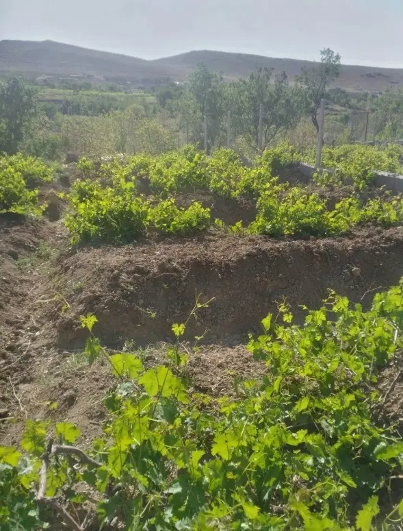 باغ انگور در روستای ایوک