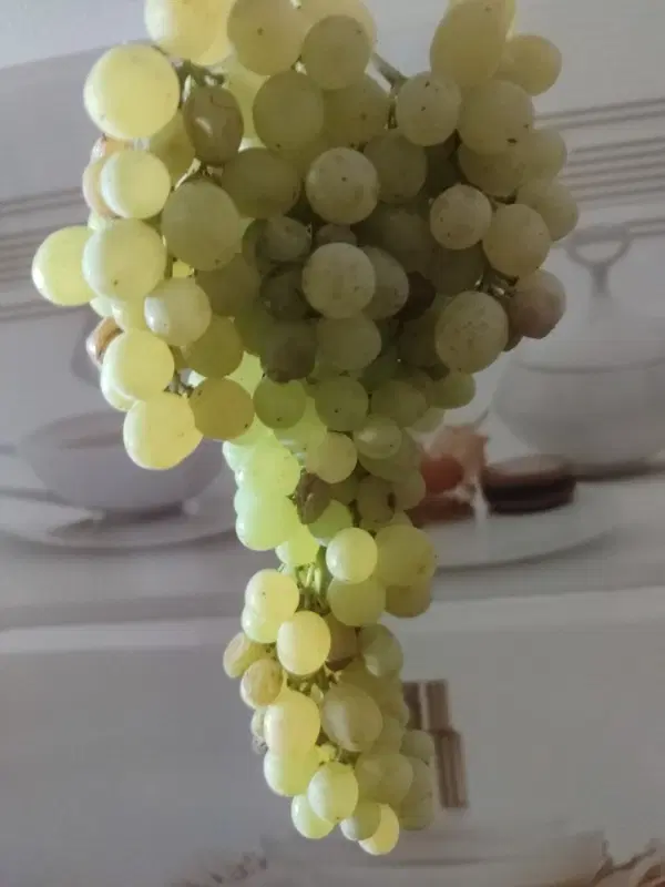 فروش انگور در باغ