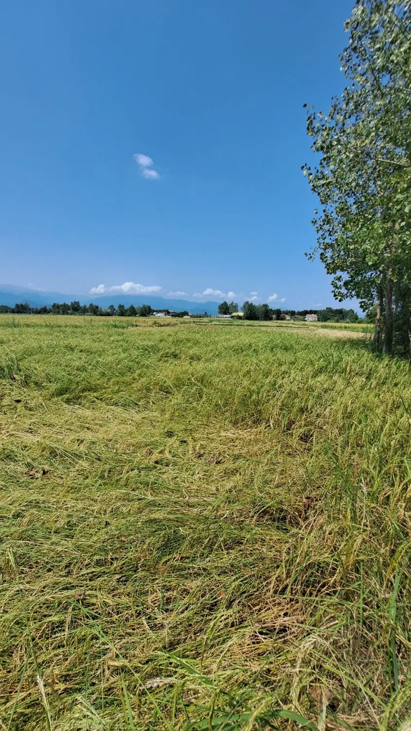 زمین شالیزار به متراژ_۲۰۰۰_متر روستای سرابستان