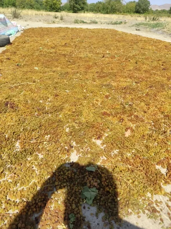 باغ انگوری جنس، ثمربده روستای ورچق