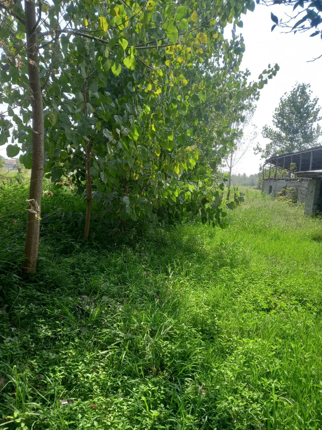 زمین مسکونی