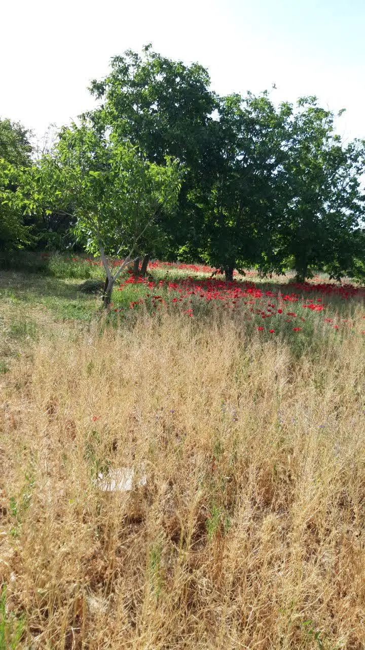 زمین آینده دار