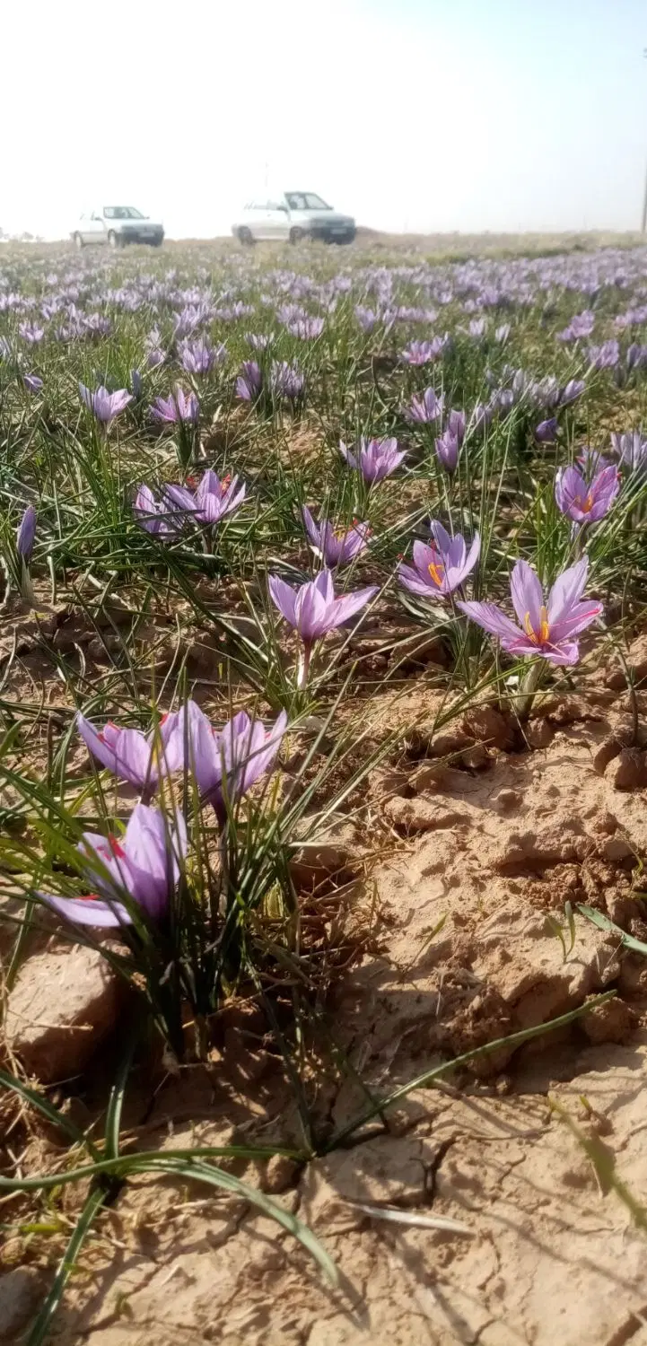 زمین برای کاشت زعفران،