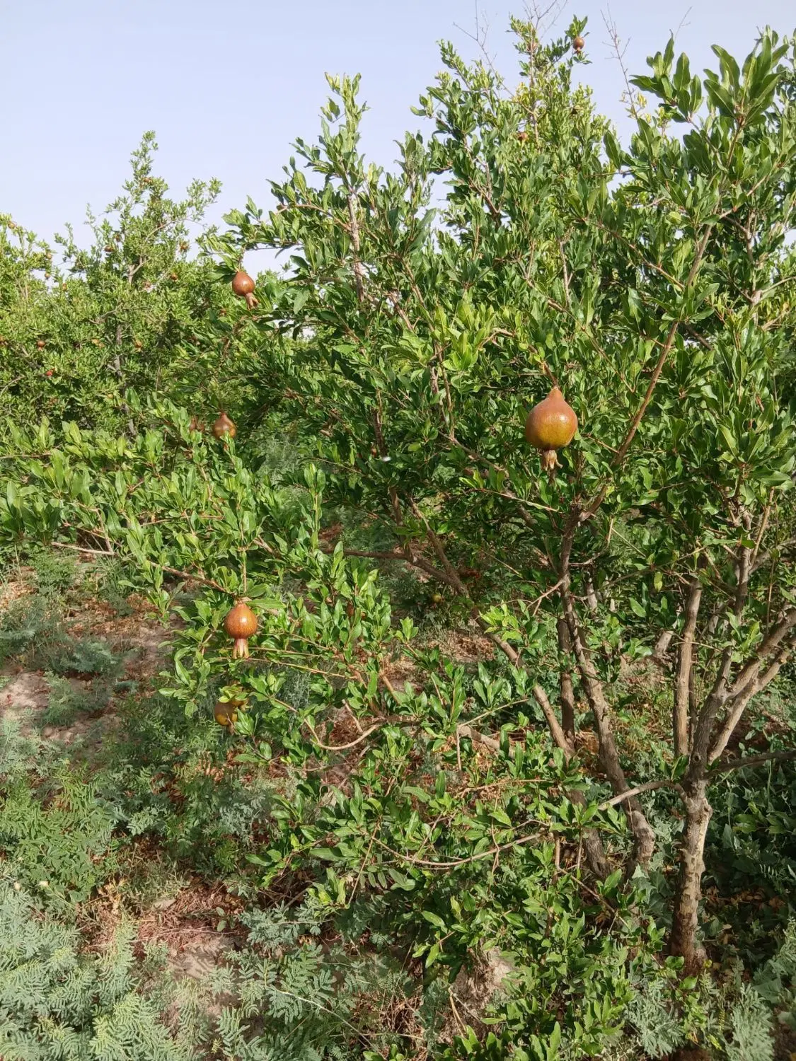 باغچه مخصوص خونه باغ