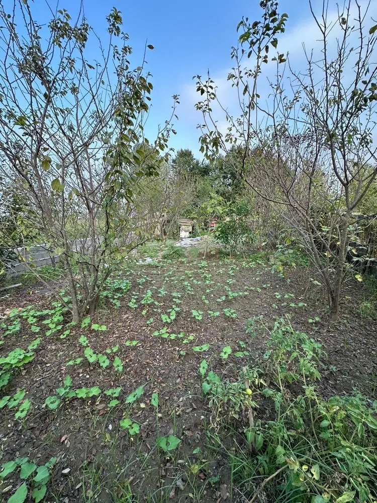 زمین باغی