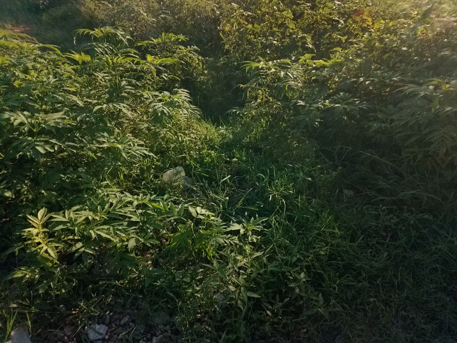 فروش‌زمین