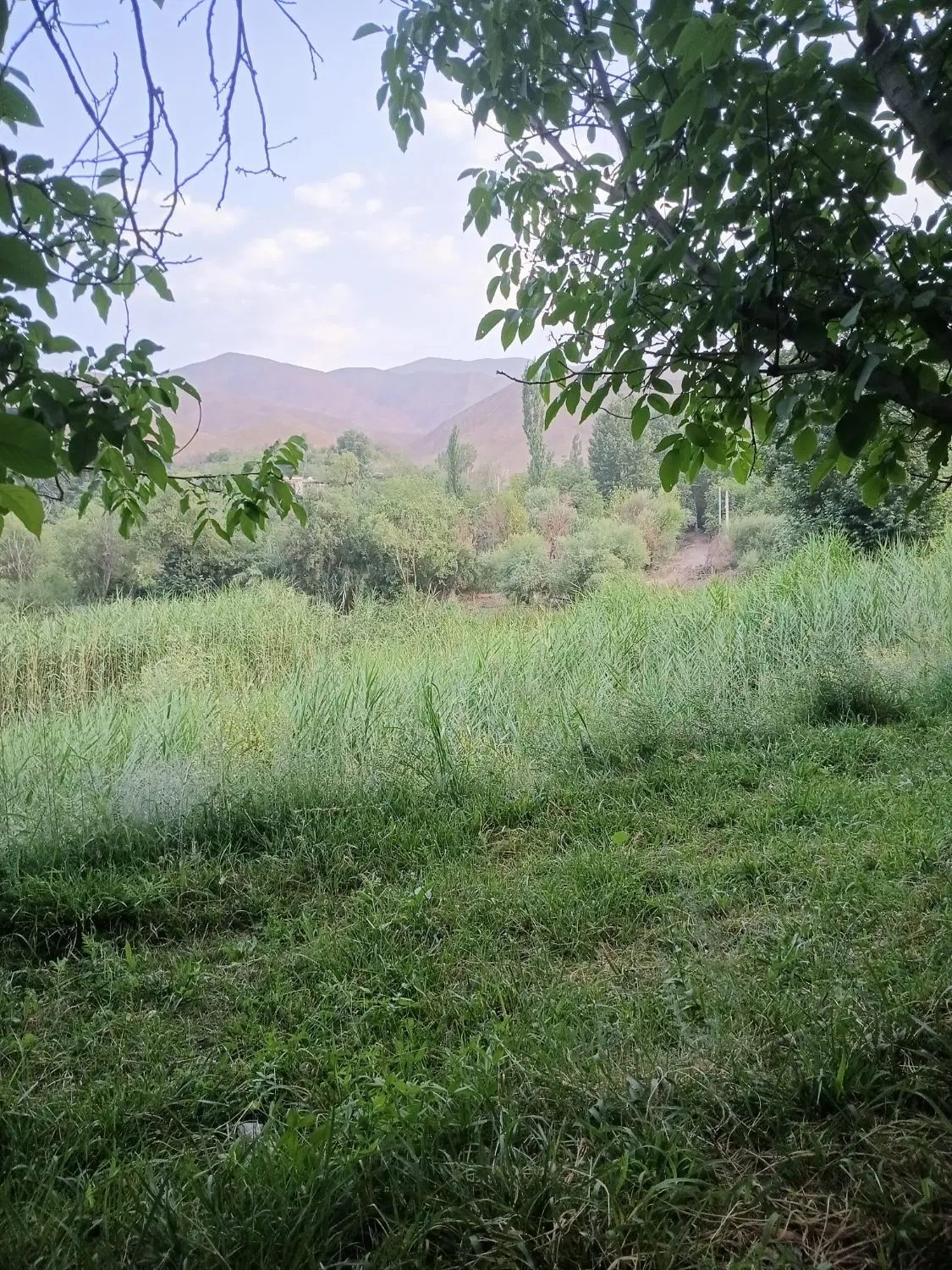 چهل قصب باغ به صورت مشاع درسیرچ خ ولیعصر