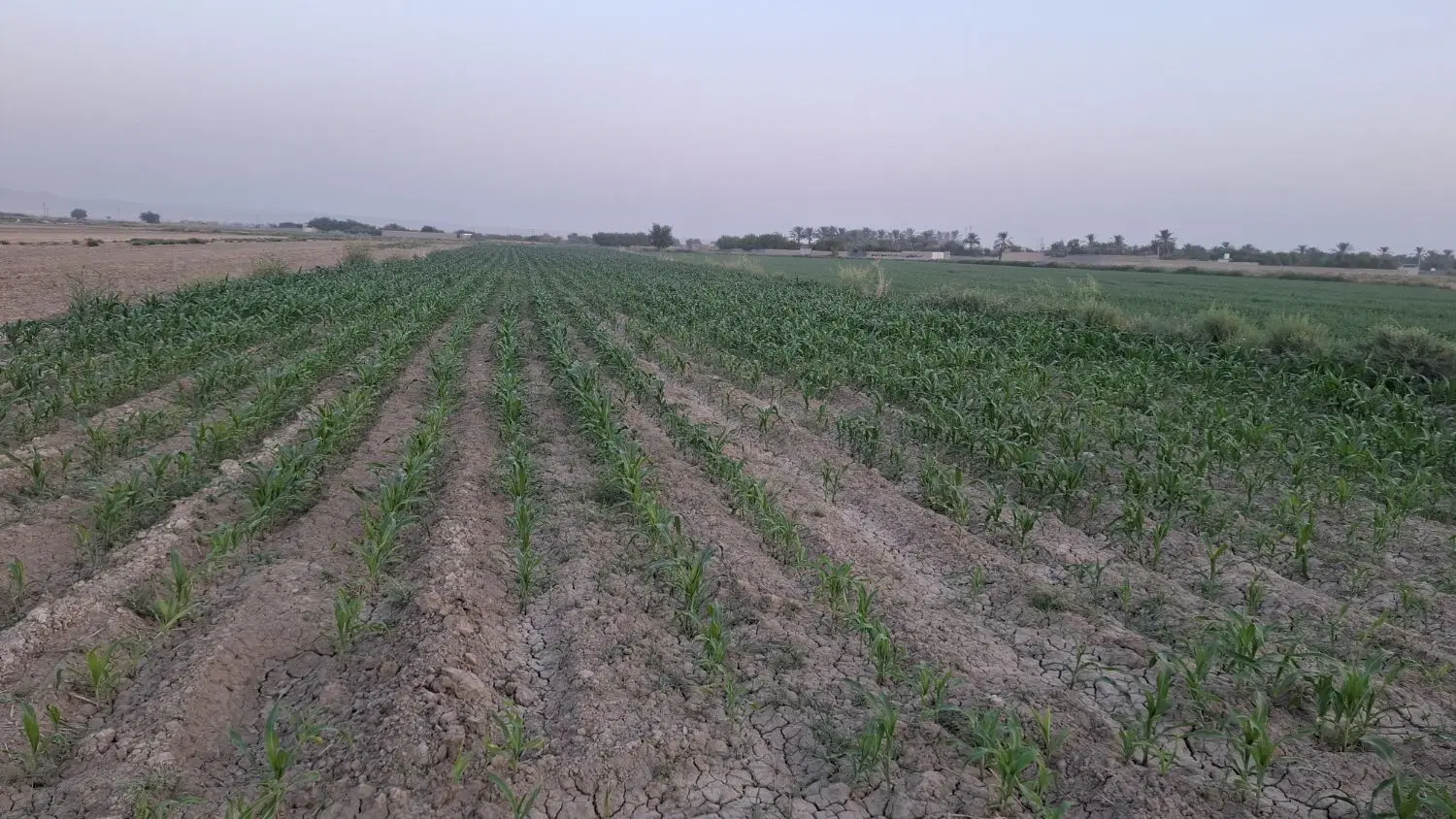 زمین کشاورزی