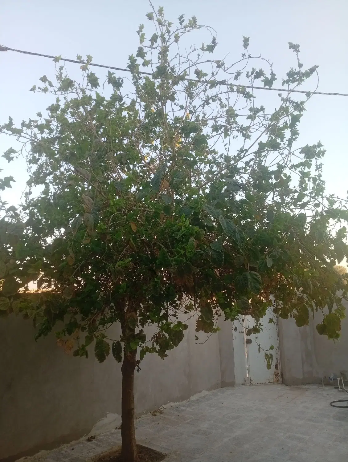 خانه فاز یک