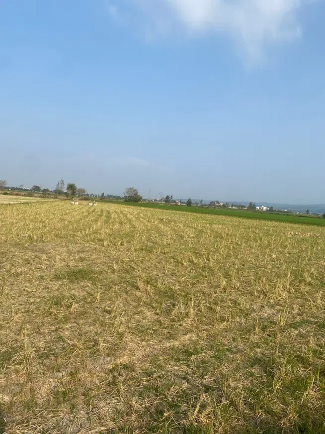 زمین کشاورزی شالیزاری