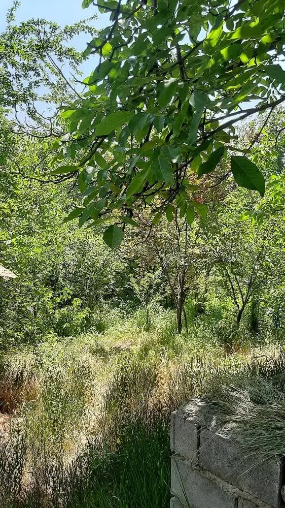 باغ میوه کنار رودخانه مناسب ساخت ویلاو سرمایگذاری