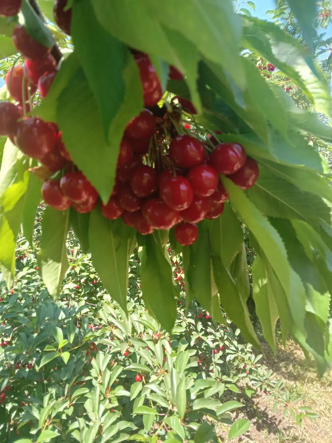 فروش یک قطعه باغ مثمر ۱۵ ساله