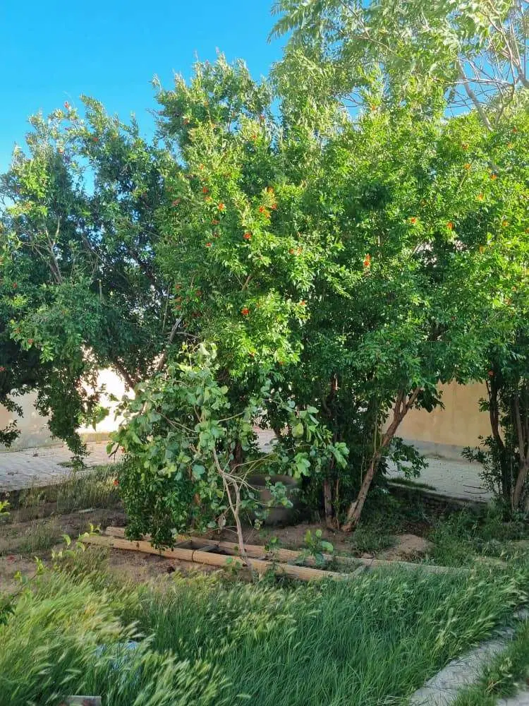 خانه ویلایی با صفا