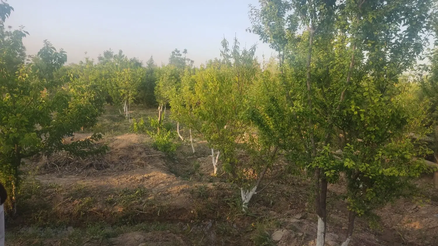 باغچه