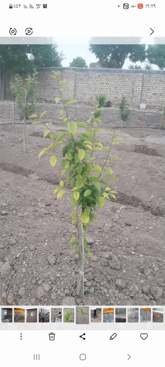 فروش زمین مسکونی مزرعه نو