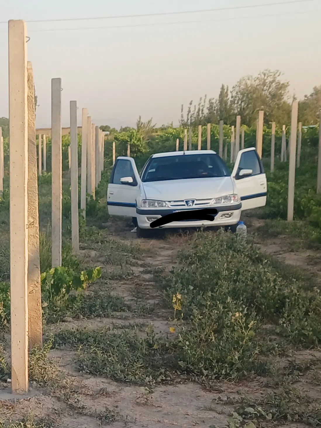 باغ انگور ایستاده