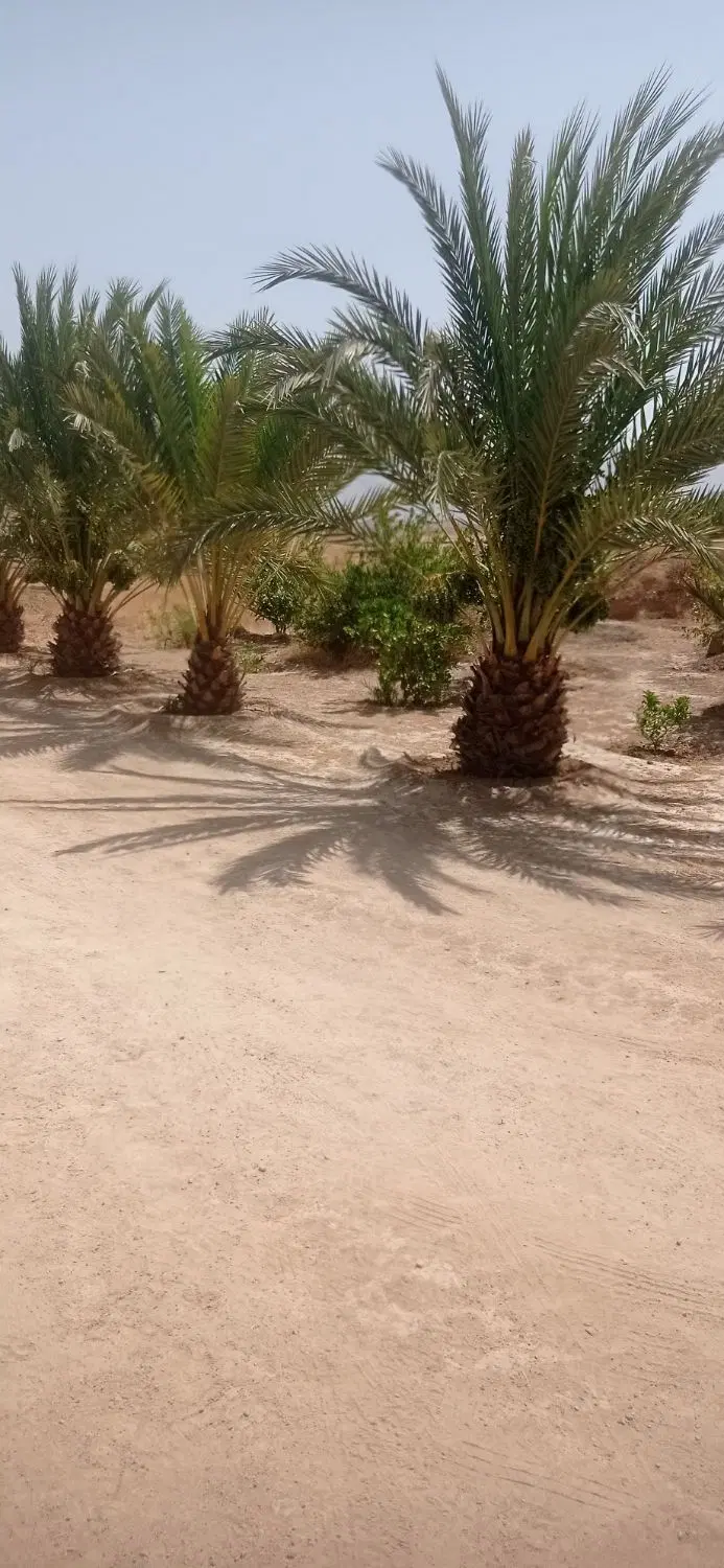فروش زمین روبرو گلها