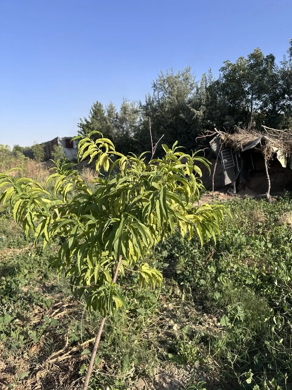 باغچه 1000متری عظیم اباد