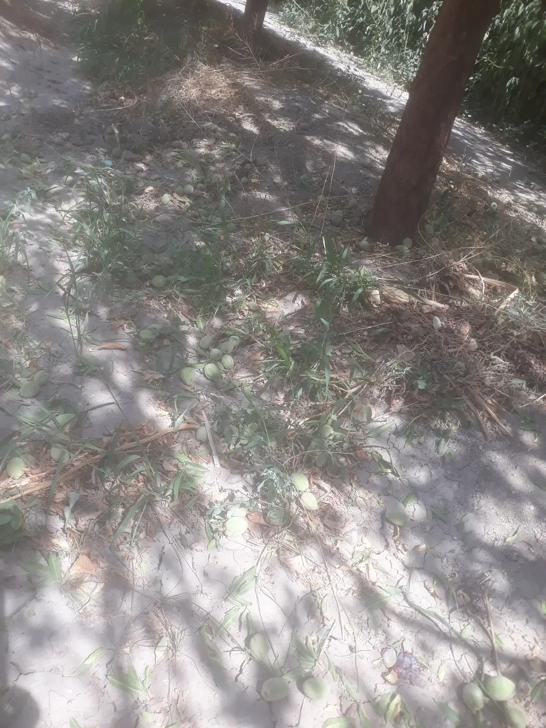 باغ۱۶۰۰متری مجوز دار داخل شهر کنار طرح هادی