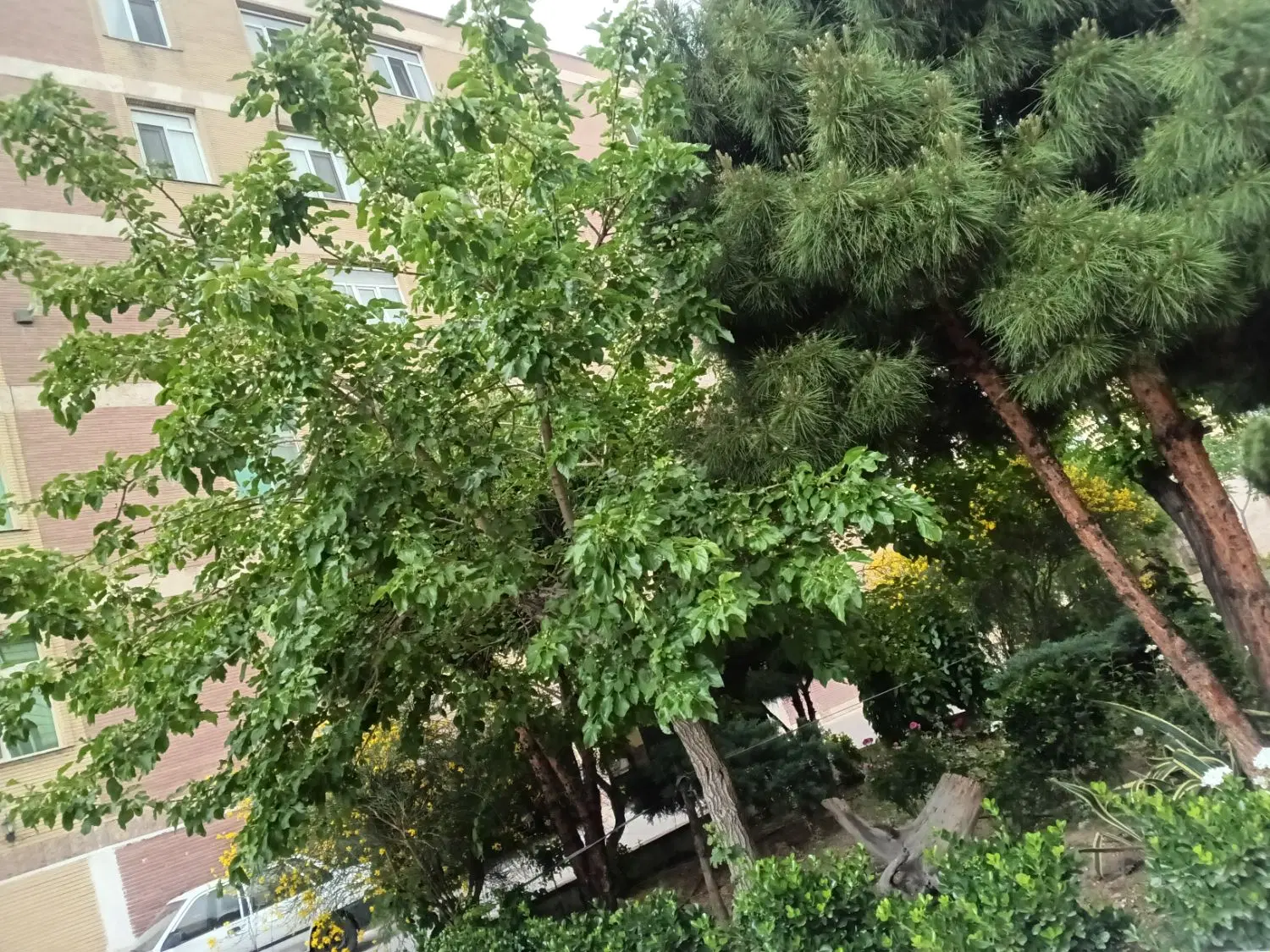 فردوس غرب شقایق جنوبی ۷۵ متر