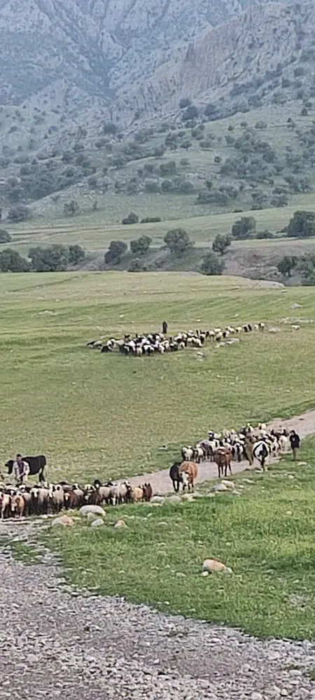 فروش زمین ابگرمو
