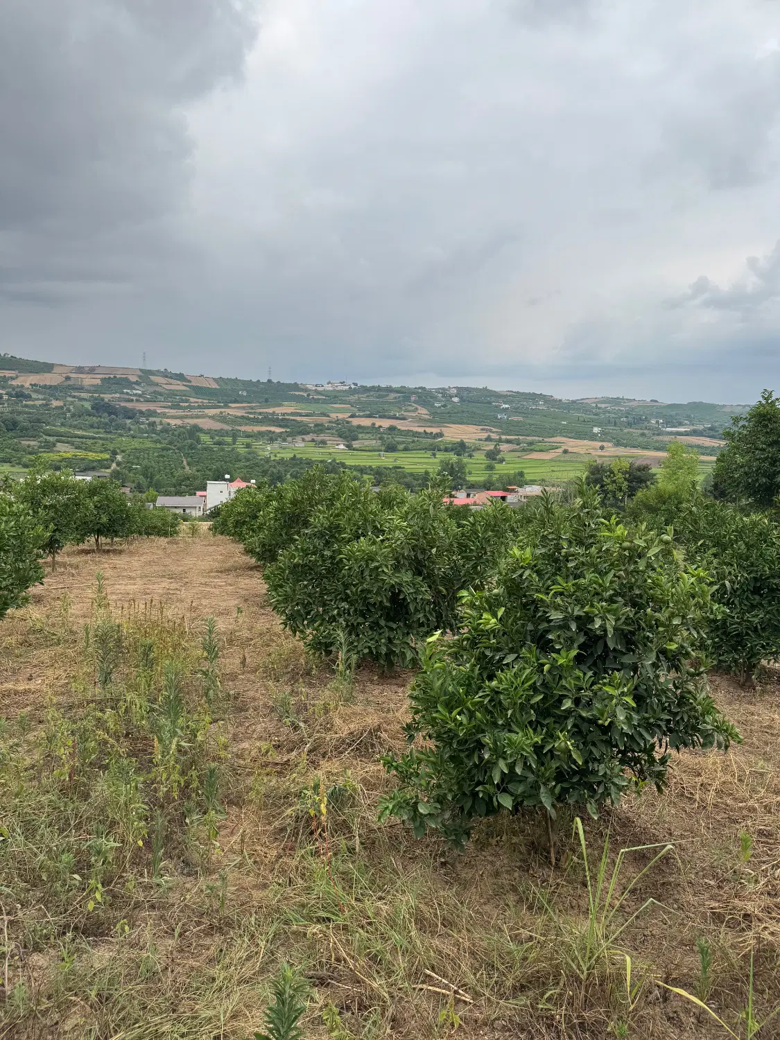 باغ ۱۸۰۰ متری با ویوی بی نظیر، روستای زیبای لالیم