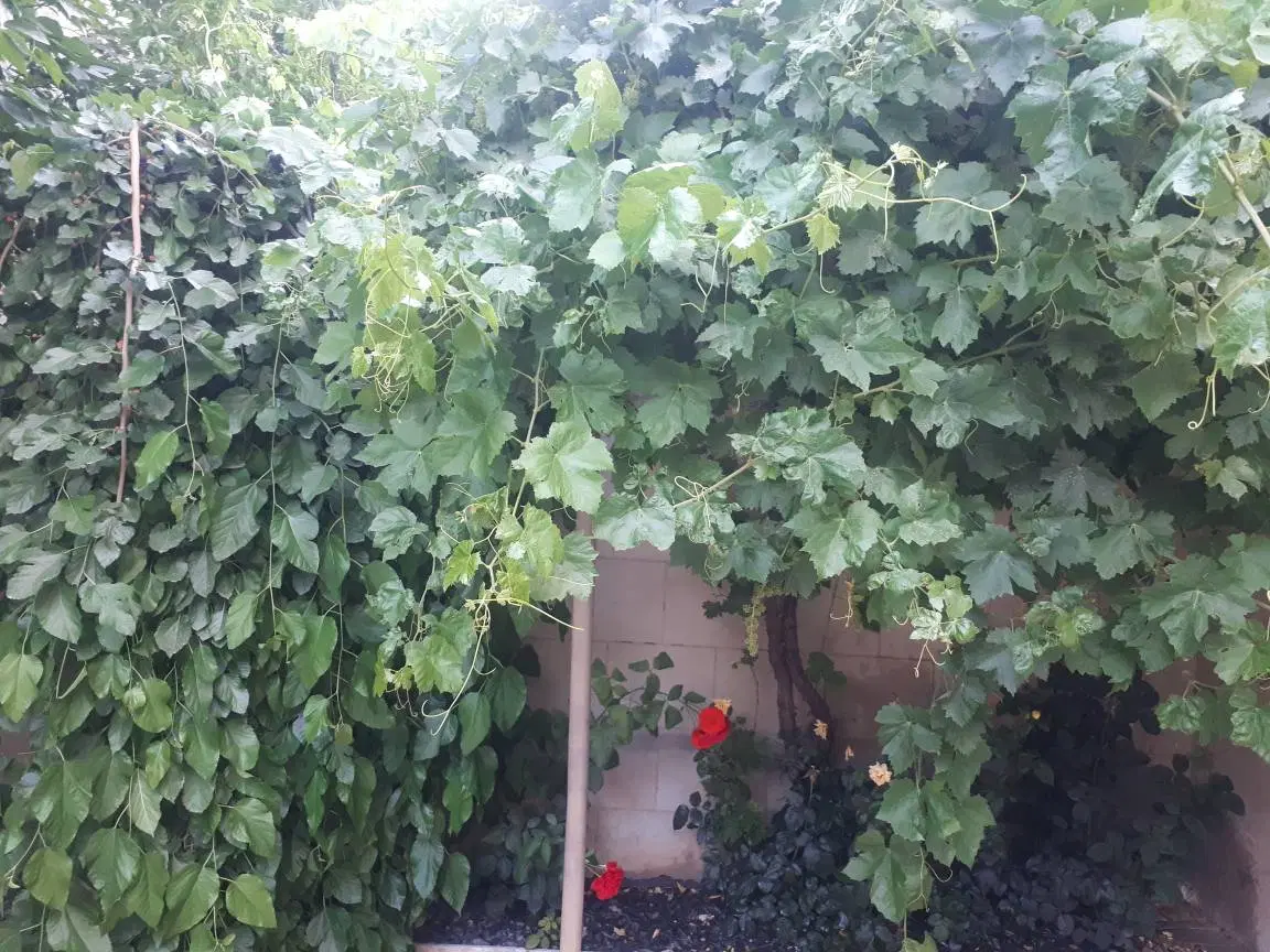 معاوضه ویلایی دوطبقه جنوبی الهیه بادو واحدآپارتما