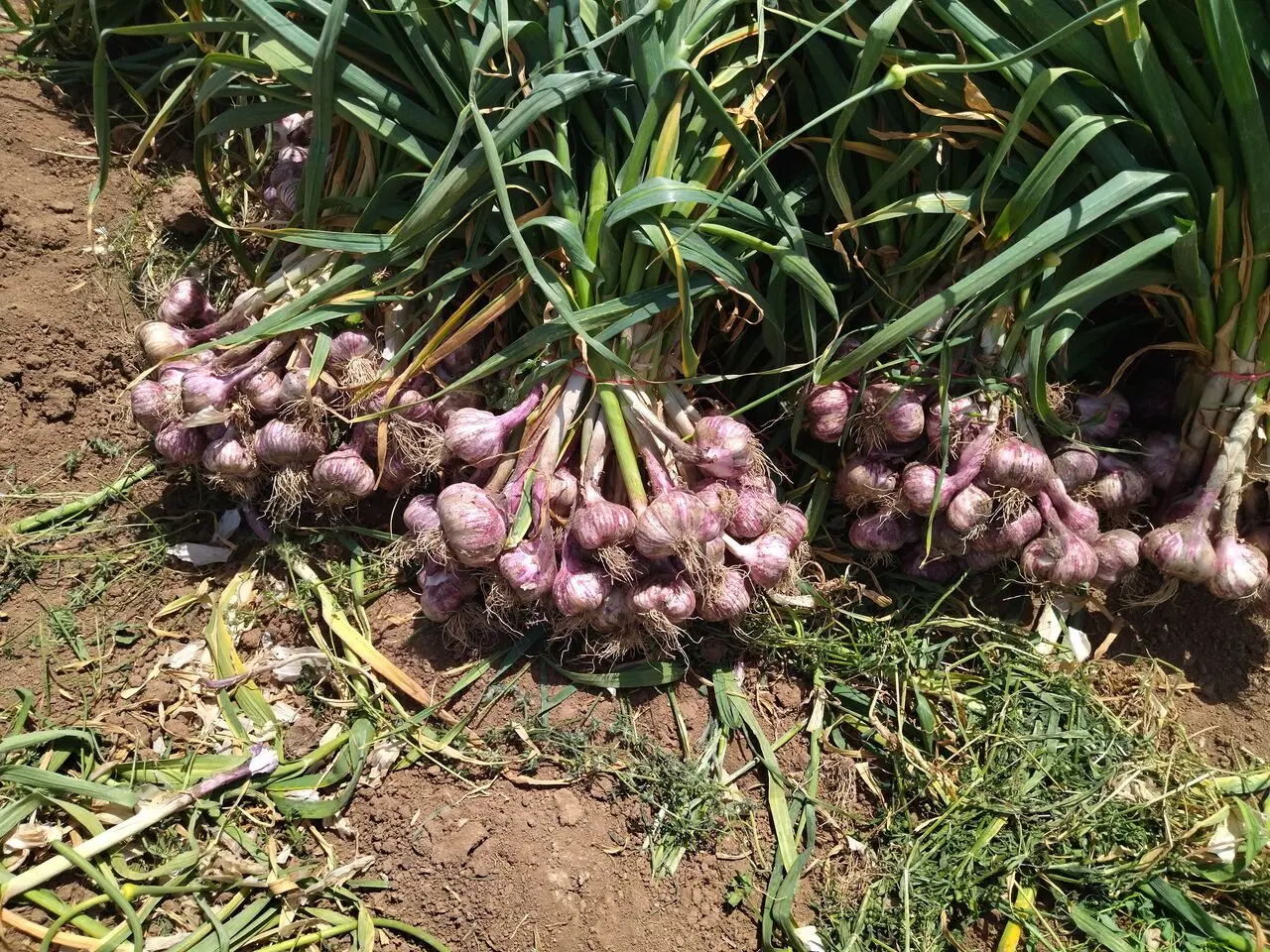 زمین مزروعی برای کشت سیر