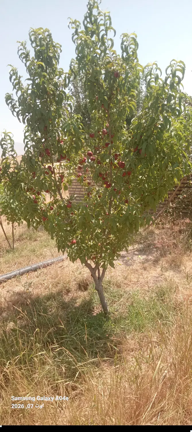 باغ میوه همه نوع میوه دارد