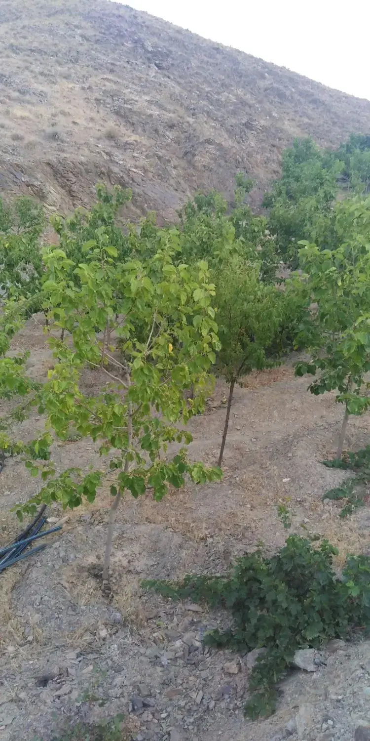 باغ دو هزار متر ابرده علیا