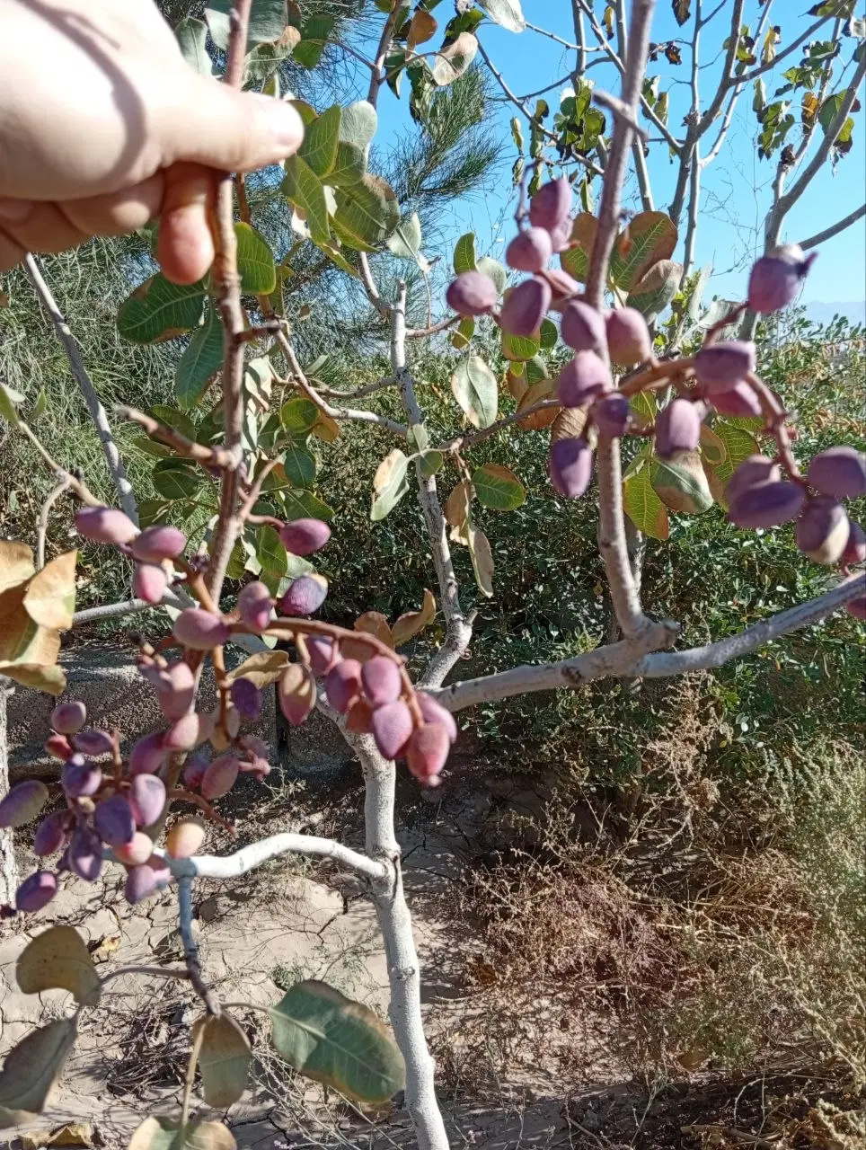 باغ پسته هفت ساله