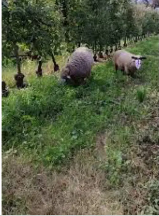 علف زار به مساحت ۶ هکتار
