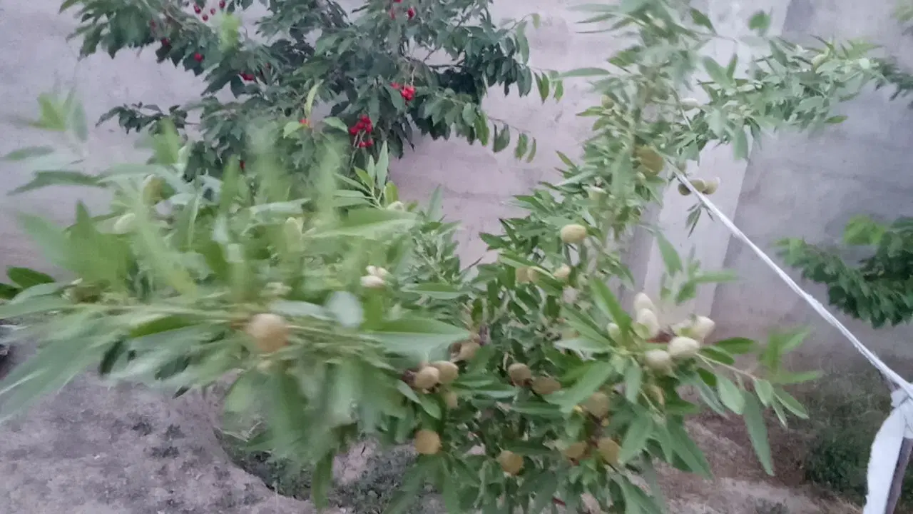 باغ